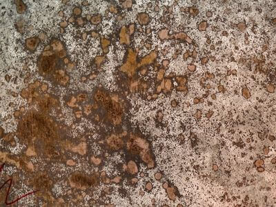 Professional mold remediation services in Puyallup